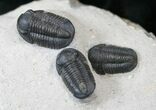 Small Gerastos Trilobite Cluster - Nice Preparation #16072-1